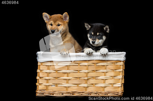 Image of Beautiful shiba inu puppies in basket