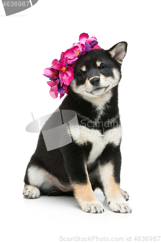 Image of Beautiful shiba inu puppy in pink hat