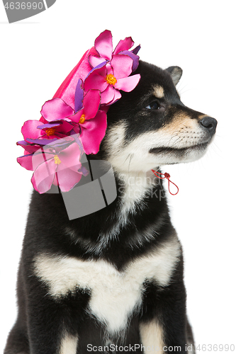 Image of Beautiful shiba inu puppy in pink hat