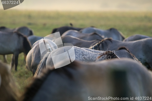 Image of Wild horses grazing in the meadow on foggy summer morning.