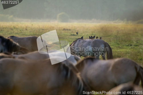 Image of Wild horses grazing in the meadow on foggy summer morning.