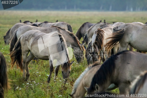 Image of Wild horses grazing in the meadow on foggy summer morning.
