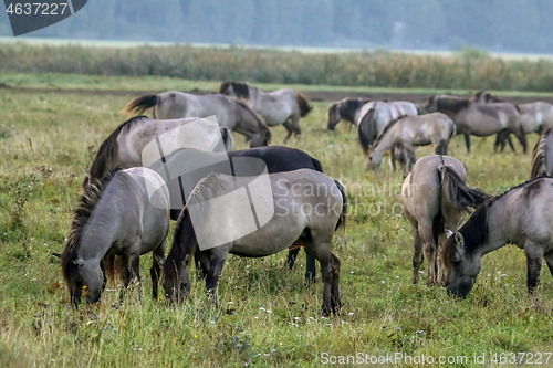 Image of Wild horses grazing in the meadow on foggy summer morning.