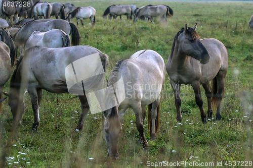 Image of Wild horses grazing in the meadow on foggy summer morning.