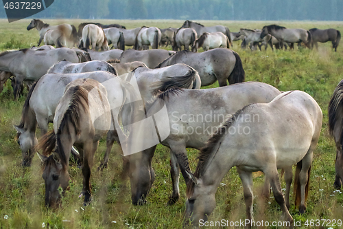 Image of Wild horses grazing in the meadow on foggy summer morning.