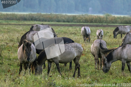 Image of Wild horses grazing in the meadow on foggy summer morning.