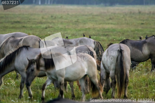 Image of Wild horses grazing in the meadow on foggy summer morning.