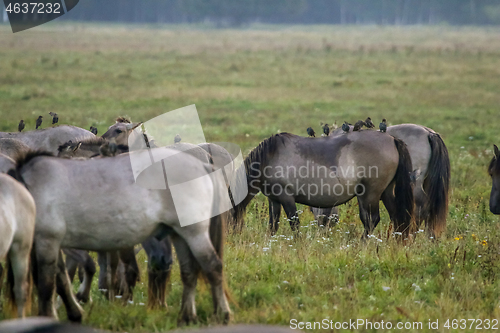 Image of Wild horses grazing in the meadow on foggy summer morning.