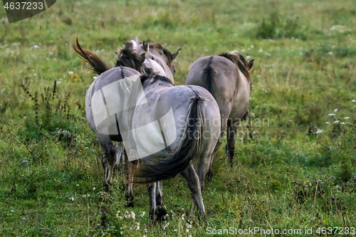 Image of Wild horses grazing in the meadow on foggy summer morning.