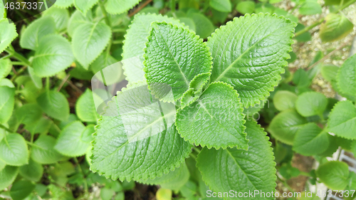 Image of Fresh green Indian borage plant