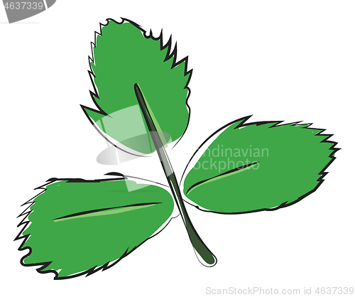 Image of Clipart of three green leaves on a slender stalk vector or color