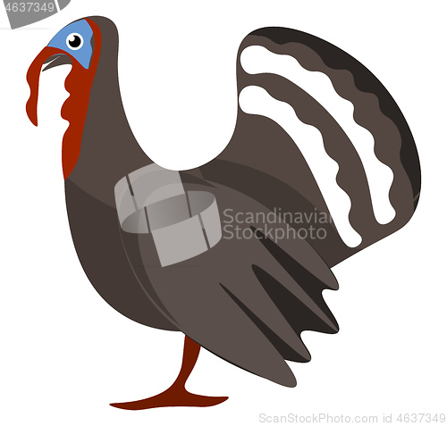 Image of A Turkey bird vector or color illustration