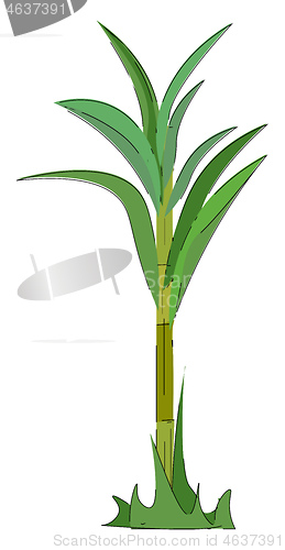 Image of A green-colored sugarcane plant vector or color illustration