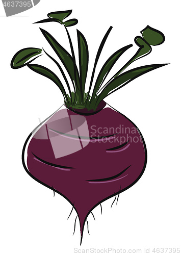 Image of A purple colored beet, vector color illustration.