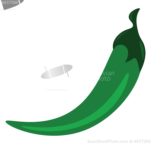 Image of A long spicy green pepper used to a=make a spicy dish vector col