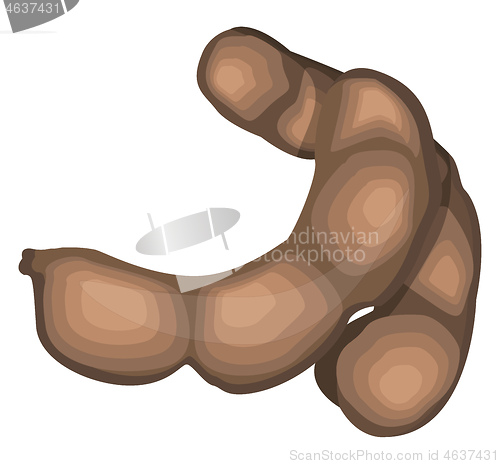 Image of Brown tamarind fruit vector illustration on white background.