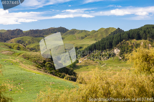 Image of typical rural landscape in New Zealand