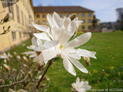 Image of magnolia blossoms tree