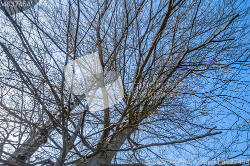 Image of a leafless tree in the sky