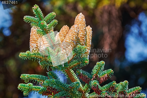 Image of Immature Cones of Manchurian Fir