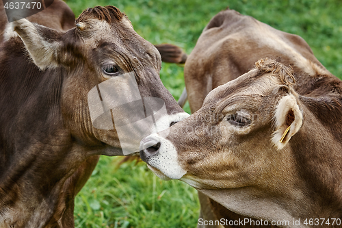 Image of Cows in the Pasture