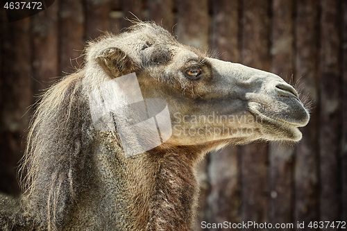 Image of Portrait of Camel