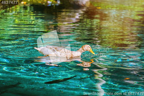 Image of Duck on the Lake
