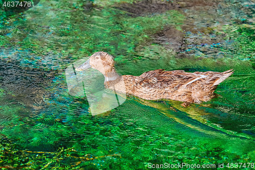 Image of Duck on the Lake