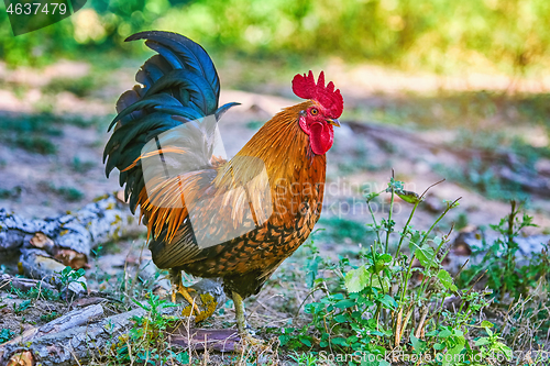 Image of Rooster (Gallus Gallus Domesticus)