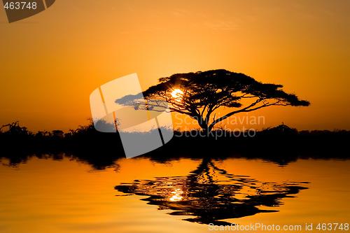 Image of Acacia Tree at Sunrise