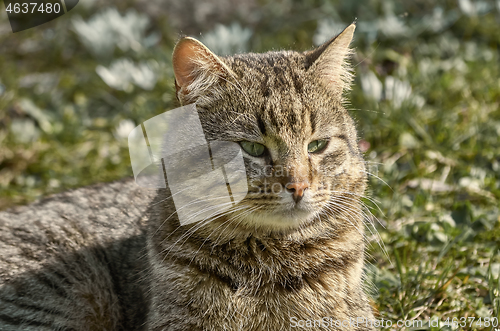 Image of Cat on the Lawn