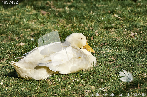 Image of Goose on the Grass