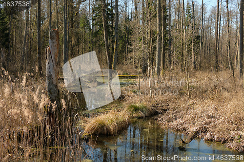 Image of Small natural forest river in sunrise light