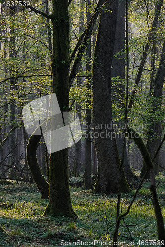 Image of Deciduous forest in springtime before sunrise