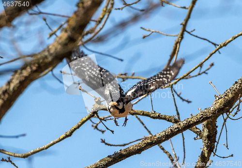 Image of Woodpecker in flight