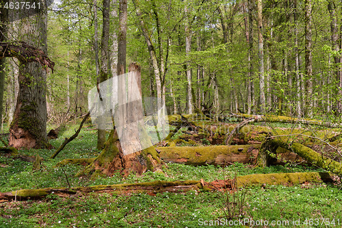 Image of Hornbeam tree deciduous forest in spring