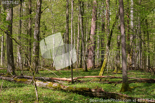 Image of Hornbeam tree deciduous forest in spring