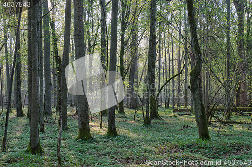 Image of Deciduous forest in springtime sunrise