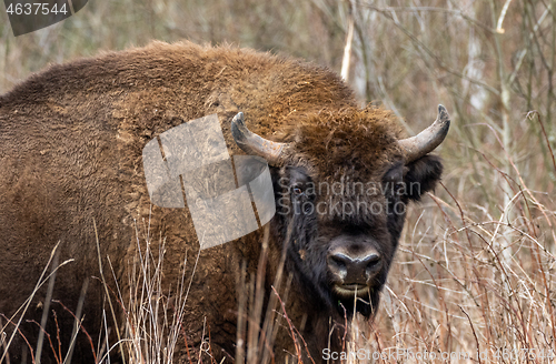 Image of European bison(Bison bonasus) male head
