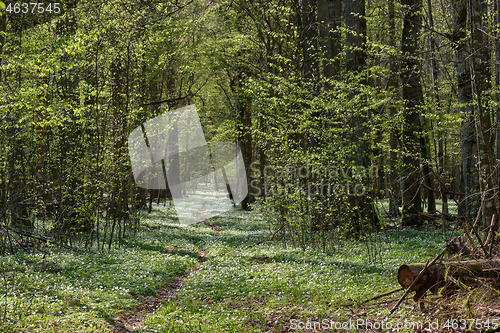 Image of Narrow path through early spring forest