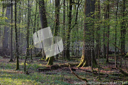 Image of Deciduous forest in springtime sunrise