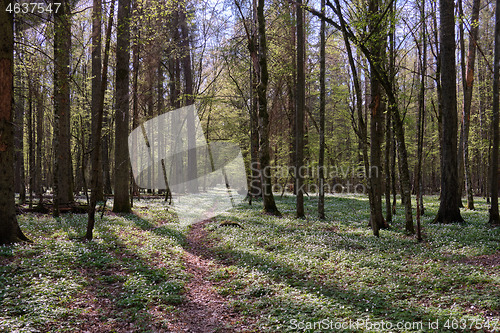 Image of Narrow path through early spring forest