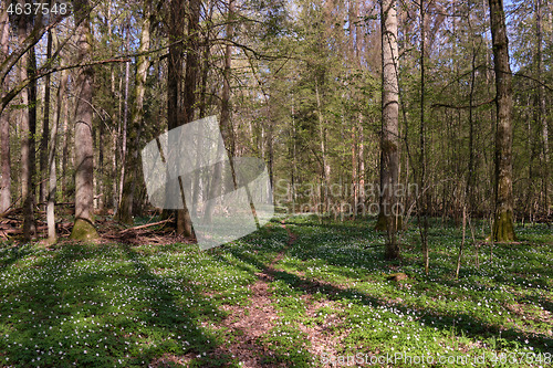 Image of Narrow path through early spring forest