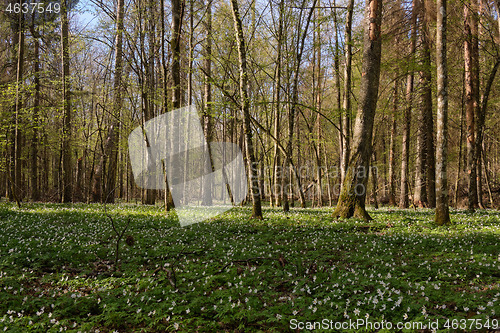 Image of Early spring forest with flowering anemone