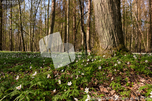 Image of Early spring forest with flowering anemone