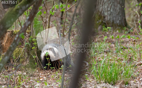 Image of Badger(Meles meles) next to stump