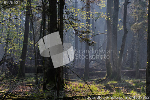 Image of Deciduous forest in springtime sunrise