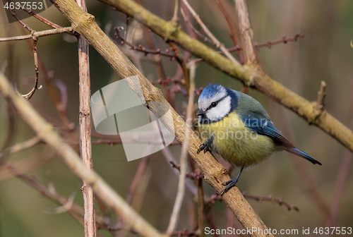 Image of  Eurasian blue tit (Cyanistes caeruleus) on branch