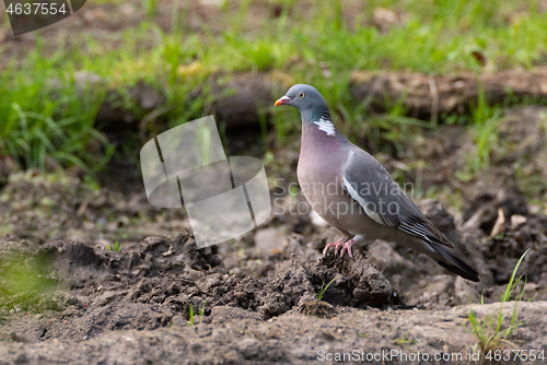 Image of Common Wood Pigeon (Columba palumbus) in ground