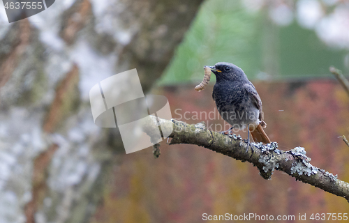 Image of Black Redstart (Phoenicurus ochruros) with prey